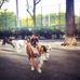 DeWitt Clinton Park - Facebook
