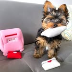 Adorable tiny paws puppies 🐶 - @clin_tonsanchez - Instagram