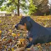Clinton Webster - @clinton.webster1 - TikTok