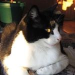 Clinton Wolf - @wolf.clinton - Instagram