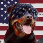 Clinton Wolf - @clintonwolf685 - Instagram