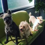 Clíona Murphy - @hounds_of_love_la - Instagram