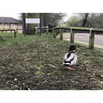 Ducks @ Brookes - @cliveboothducks - Instagram