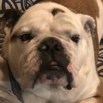 Clive Donovan - @bigbullyclive - Instagram