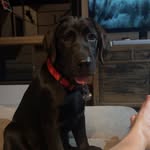 Clive Arthur Hunter - @clive_the_black_lab - Instagram