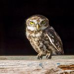 Clive Wood - @clivedwood_photography - Instagram