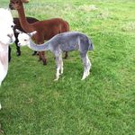 Clivewood Alpacas - @clivewoodalpacas - Instagram