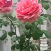 Beautiful Nature Fan - @clovercross19732 - TikTok