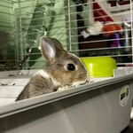 Clover Cross 🍀 - @clovercross_bunny - Instagram