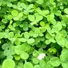 clover field - @cloverfield.jp - TikTok