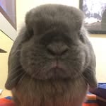Bun, Clover, Snoopy, Oliver, Blackie, The Twins ; Kara Robinson - @thebunandclovershow - Instagram