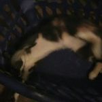 Clover Williams - @cloverthekitty01 - Instagram