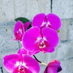 clover williams - @clover3747 - Instagram
