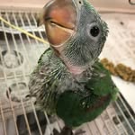Clyde Alexander - @clyde.the.alexandrine - Instagram