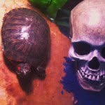 Clyde Allison - @clyde_the_turtle - Instagram