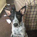 Clyde Josiph Baker - @clyde_101 - Instagram