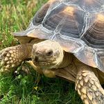 Clyde Bernard - @bernardthetortoise - Instagram