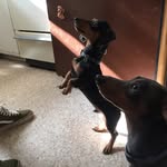 Bogart & Clyde - @adventuresofbogartandclyde - Instagram