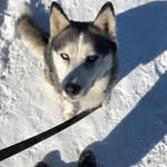 Clyde - @clydebogart17 - Instagram
