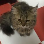 Clyde Brown, the meow. - @mr.clydebrown - Instagram