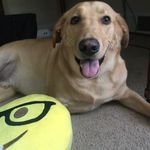 Clyde Blue Cornell - @clydeblue - Instagram