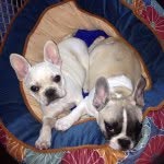 Bunnie And Clyde Davidson - @bunnie_clyde_thefrenchies - Instagram