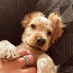 Clyde The cocky cocker 🐶 - @clydedavidson2024 - Instagram