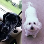 Clyde & Dawson 🐾 - @bignsmall_2018 - Instagram
