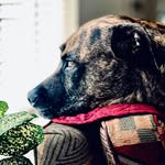 Clyde Farrell - @clyde_the_singing_dog - Instagram