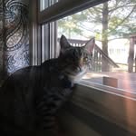Clyde (Olivia Fieldings cat) - @clydifer__ - Instagram