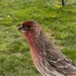 MegPie8 - @clyde_thehousefinch - Instagram