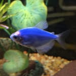 Clyde - @clydefishy - Instagram