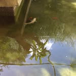 Clyde, Glyde & Big Fish - @clyde_glyde_bigfish - Instagram
