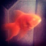 Clyde The Blind Fish - @clydethefish - Instagram