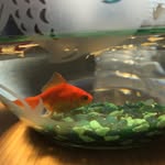 Clyde The Fish🐠 - @clyde_the_fish - Instagram