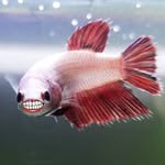 Clyde The Fish - @clyde.the.fish - Instagram