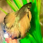Clyde THEE Fish - @clydetheefish - Instagram