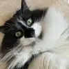 wiggles - @fishyclyde - TikTok