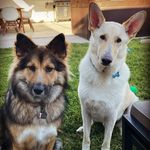 Clyde and freya - @clydeandfreya - Instagram
