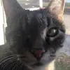 Cylde Gambrel😺 - @clydegambrel - TikTok