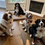 Clyde, Willy, George & Elton Horan 🐾 - @clyde_and_the_boys - Instagram