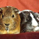 Clyde & Ginnie Peppers - @mr_mrs.peppers - Instagram