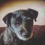 clyde hill - @clydey_pooch_2k16 - Instagram