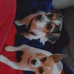 clyde & hopi - @clydeandhope - Instagram