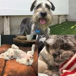 Hope Dorfman• Clyde Dorfman• Bishop Dorfman - @hope_clyde_bishop - Instagram