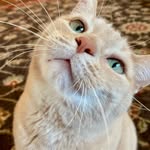 Clyde - @clyde_thehousecat - Instagram
