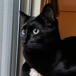 Clyde House Panther - @clydewildhousepanther - Instagram