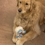 Bradley Clyde Hunt - @polothetherapydog - Instagram