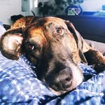 Clyde, Jackson & Bill Furry - @clydebillfurryandjackson - Instagram