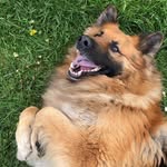 Clyde- king floof - @clyde_germanshepherd_ - Instagram